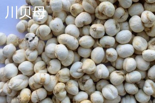 平贝母一亩地产量，和川贝母有什么区别