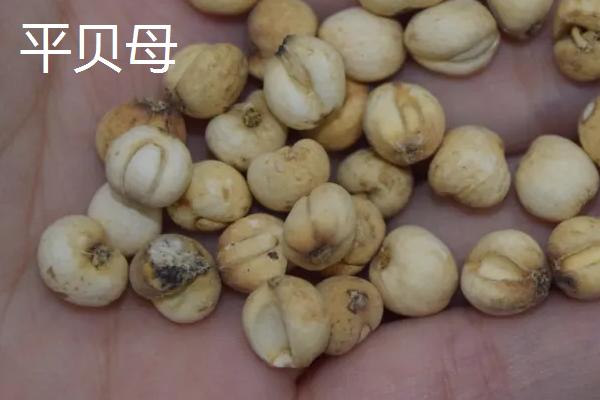 平贝母一亩地产量，和川贝母有什么区别