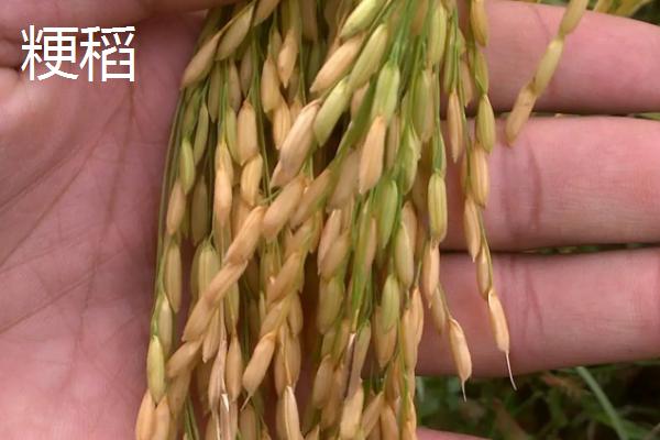 粳稻和籼稻的区别,粳稻主要产自我国哪些地区