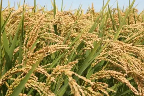 粳稻和籼稻的区别,粳稻主要产自我国哪些地区