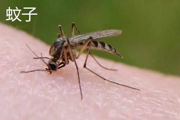 害虫生存的三大必需条件，常见的害虫有哪些