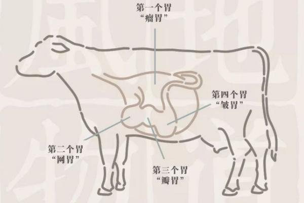 牛有四个胃分别是什么,什么才是真正的胃,吃食时具有什么现象