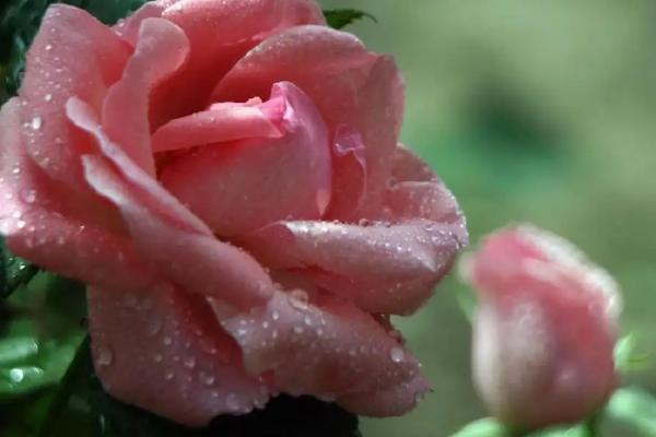 花药离体培养和单倍体育种的区别，花药离体培养能不能体现全能性