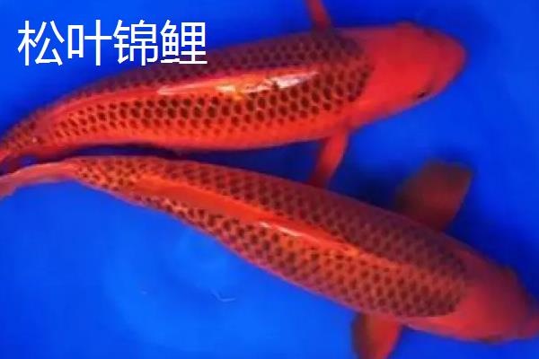 锦鲤松叶和孔雀的区别
