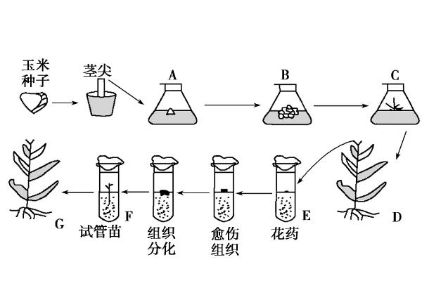 花药离体培养和单倍体育种的区别，花药离体培养能不能体现全能性