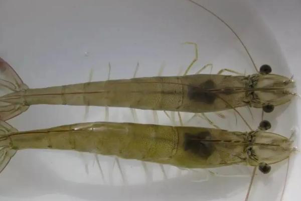 极火虾繁殖条件及步骤，极火虾冬天不加温会死吗