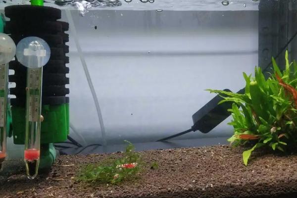 极火虾繁殖条件及步骤，极火虾冬天不加温会死吗