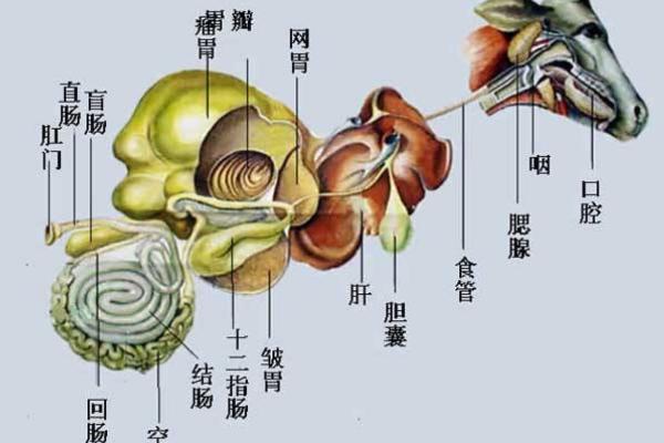 牛有四个胃分别是什么,什么才是真正的胃,吃食时具有什么现象