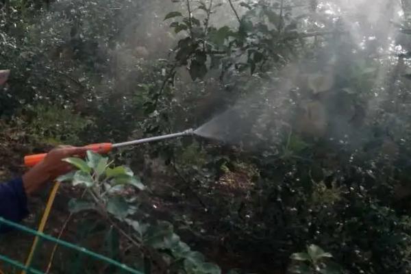 粉锈宁与三唑酮区别，粉锈宁能治疗哪些病