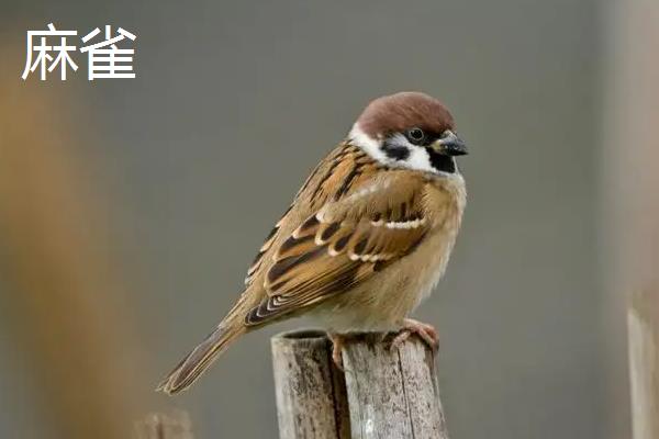 飞禽和鸟类的区别