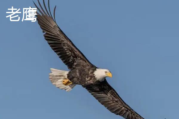 飞禽和鸟类的区别