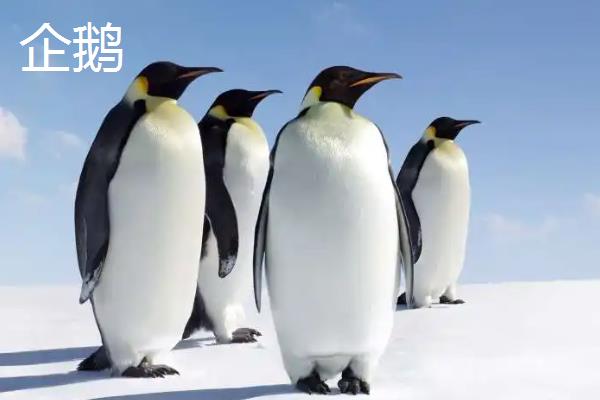 飞禽和鸟类的区别