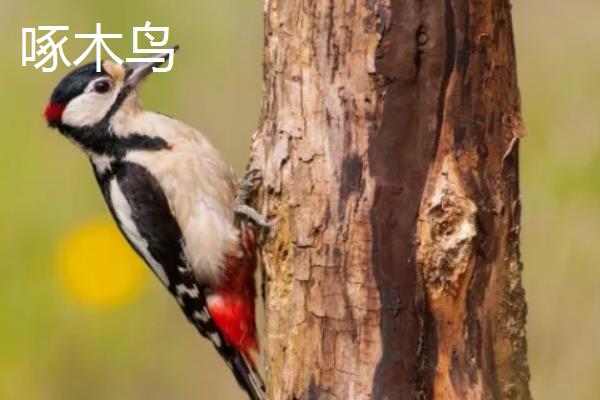 飞禽和鸟类的区别