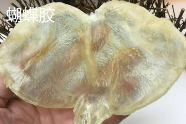 鳗鱼鱼胶与其他鱼胶的区别