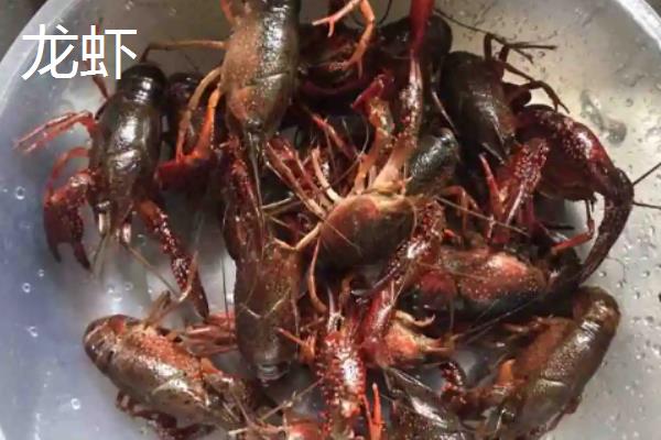 小龙虾和虾尾有什么区别