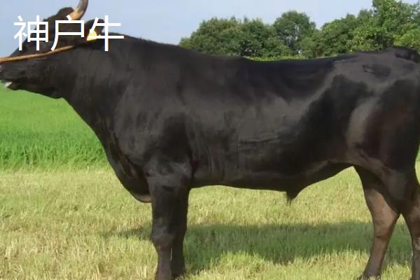 黑毛和牛和神户牛区别