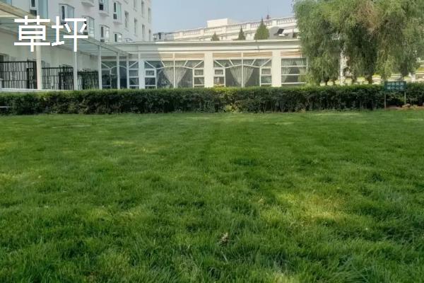 草坪与草坪草的区别