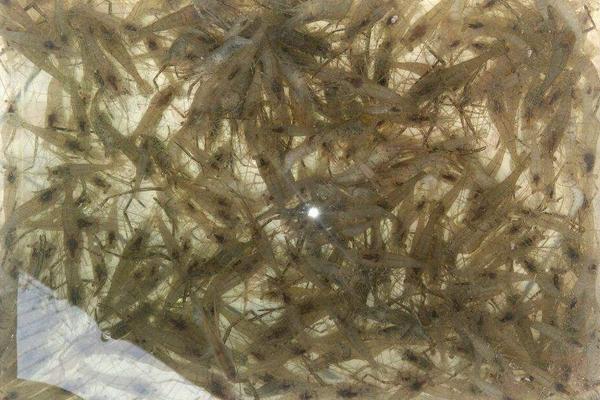 河虾产卵是什么样子的，产卵后多久孵出小虾