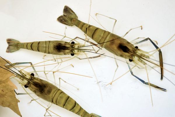 河虾产卵是什么样子的，产卵后多久孵出小虾