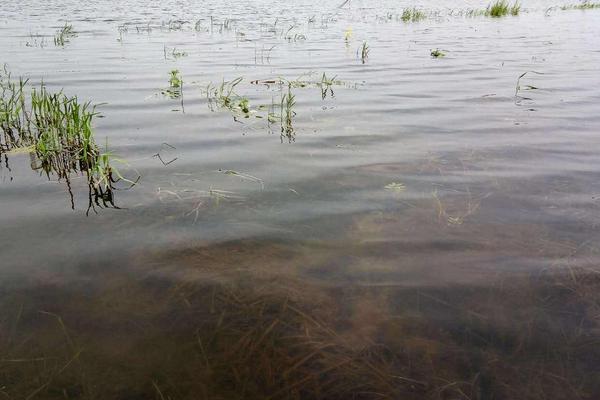 河虾产卵是什么样子的，产卵后多久孵出小虾