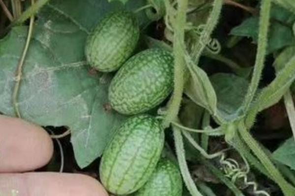 拇指西瓜适合中国哪里种植,拇指西瓜产地在哪里