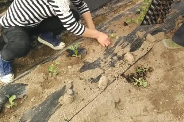 拇指西瓜适合中国哪里种植,拇指西瓜产地在哪里