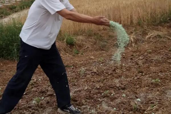 拇指西瓜适合中国哪里种植,拇指西瓜产地在哪里