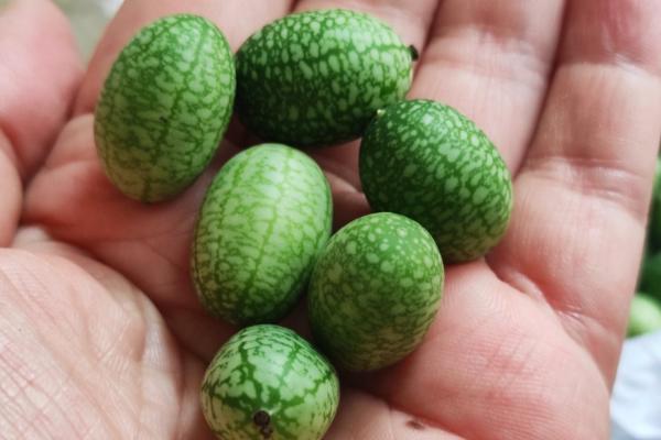 拇指西瓜适合中国哪里种植,拇指西瓜产地在哪里