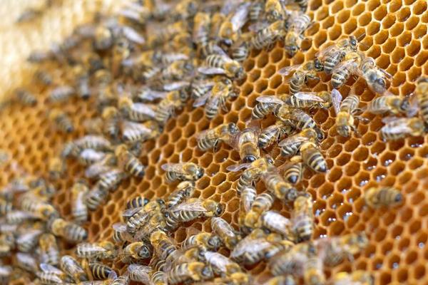 蜂王多少天交尾巴，蜂王交尾前后的差别在哪里