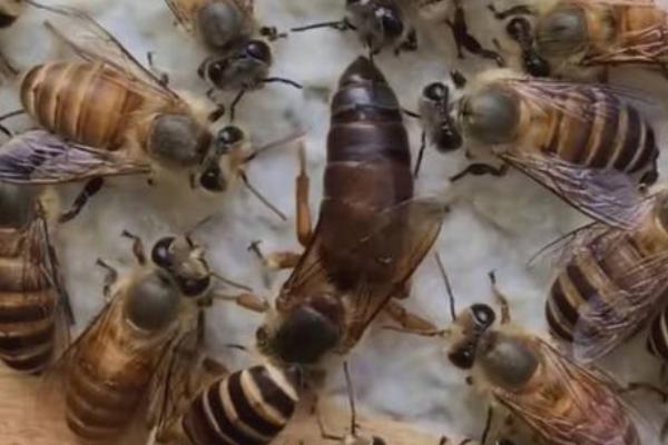 蜂王多少天交尾巴，蜂王交尾前后的差别在哪里