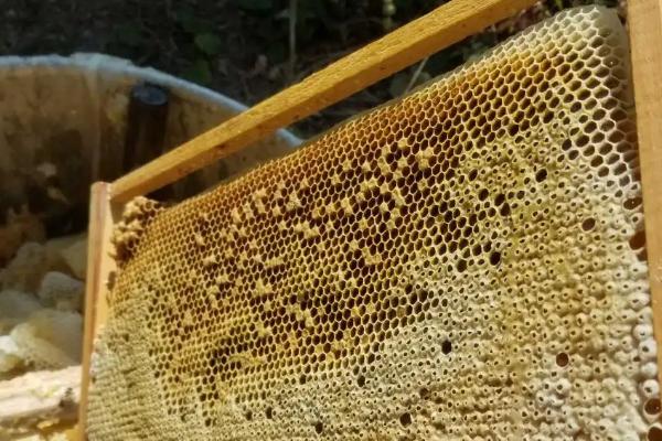 怎么引蜂王进蜂箱，什么情况下蜂王会跑出蜂箱