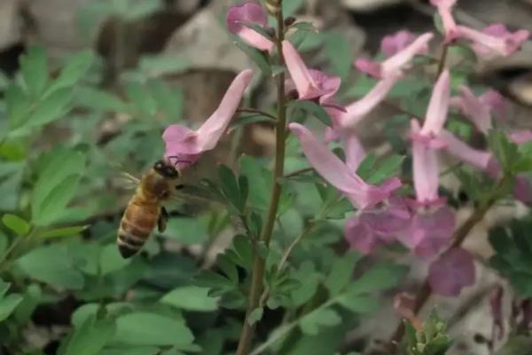 怎么引蜂王进蜂箱，什么情况下蜂王会跑出蜂箱