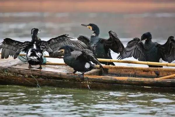 鸬鹚一天能抓多少斤鱼，鸬鹚为什么能吃大鱼