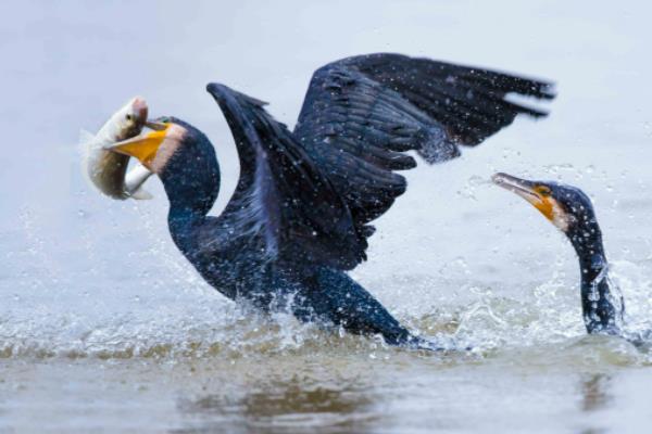 鸬鹚一天能抓多少斤鱼，鸬鹚为什么能吃大鱼