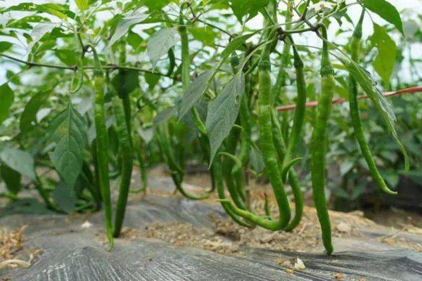 辣椒种植间距和行距多少，辣椒对温度有什么要求