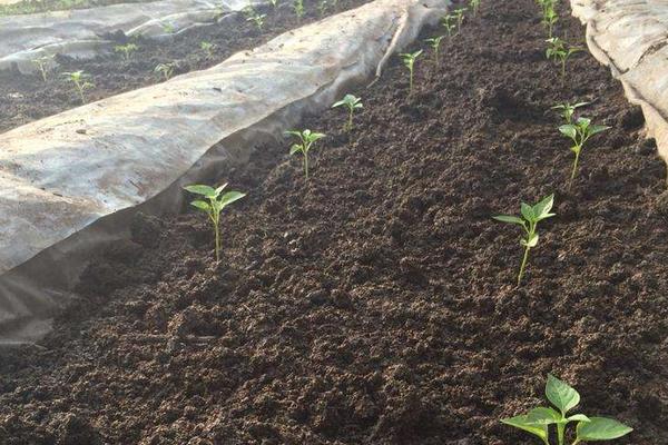 辣椒种植间距和行距多少，辣椒对温度有什么要求