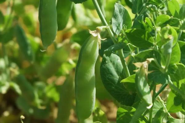 种豆可以肥田是因为豆科植物根上的根瘤菌具有什么能力，豆科植物有哪些