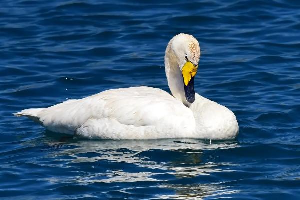 白鹅是种什么动物，寿命有多长