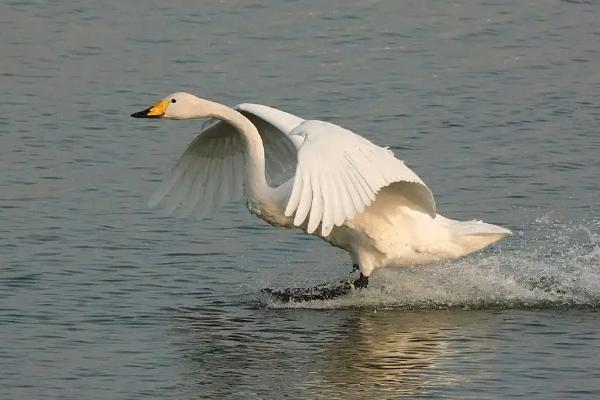 白鹅是种什么动物，寿命有多长