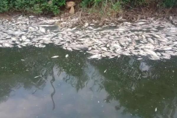 鱼塘的鱼死了是什么原因,鱼塘消毒用什么药