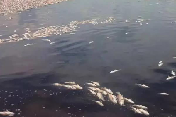 鱼塘的鱼死了是什么原因,鱼塘消毒用什么药