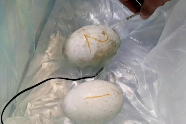 鹅蛋孵化过程注意事项,鸡可以孵鹅蛋吗