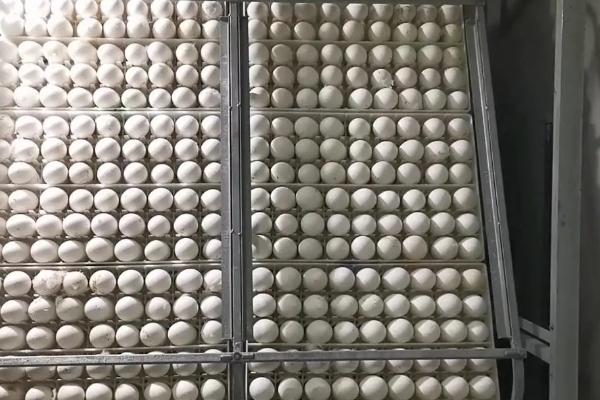 鹅蛋孵化过程注意事项,鸡可以孵鹅蛋吗