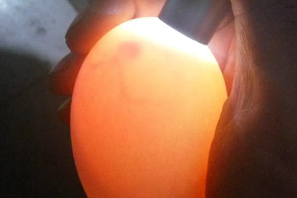 鹅蛋孵化过程注意事项,鸡可以孵鹅蛋吗