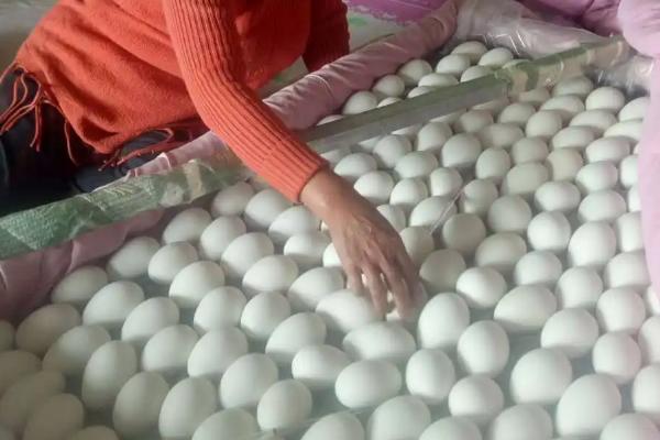 鹅蛋孵化过程注意事项,鸡可以孵鹅蛋吗