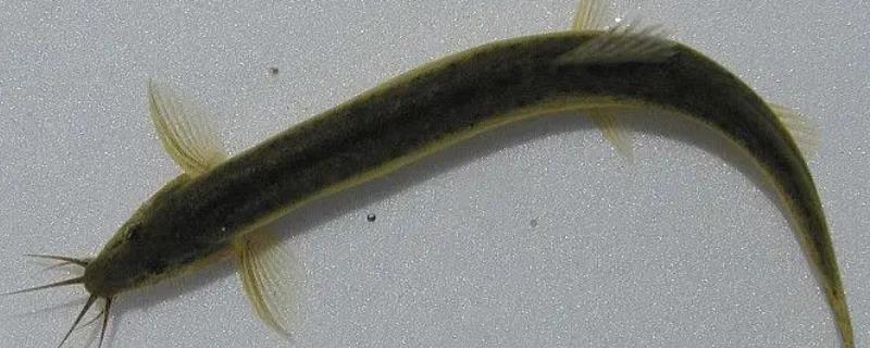 泥鳅的生活环境及特点,泥鳅不吃不喝可以活多长时间