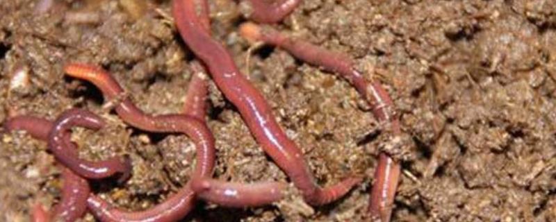 蚯蚓怕盐吗,蚯蚓主要以什么为食
