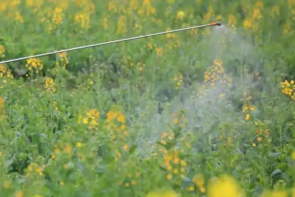 油菜开花打什么药丰产，油菜开花期能浇水吗