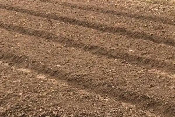 草莓的种植方法