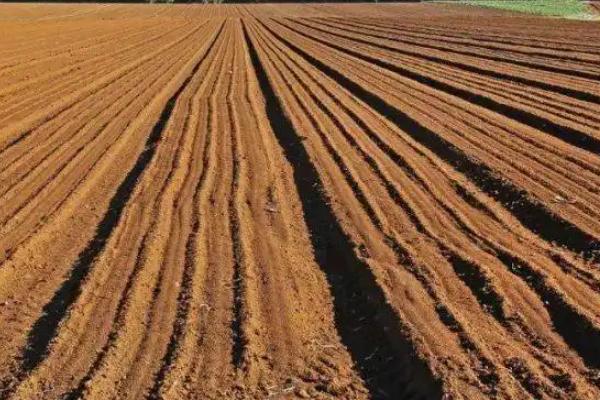 草莓的种植方法